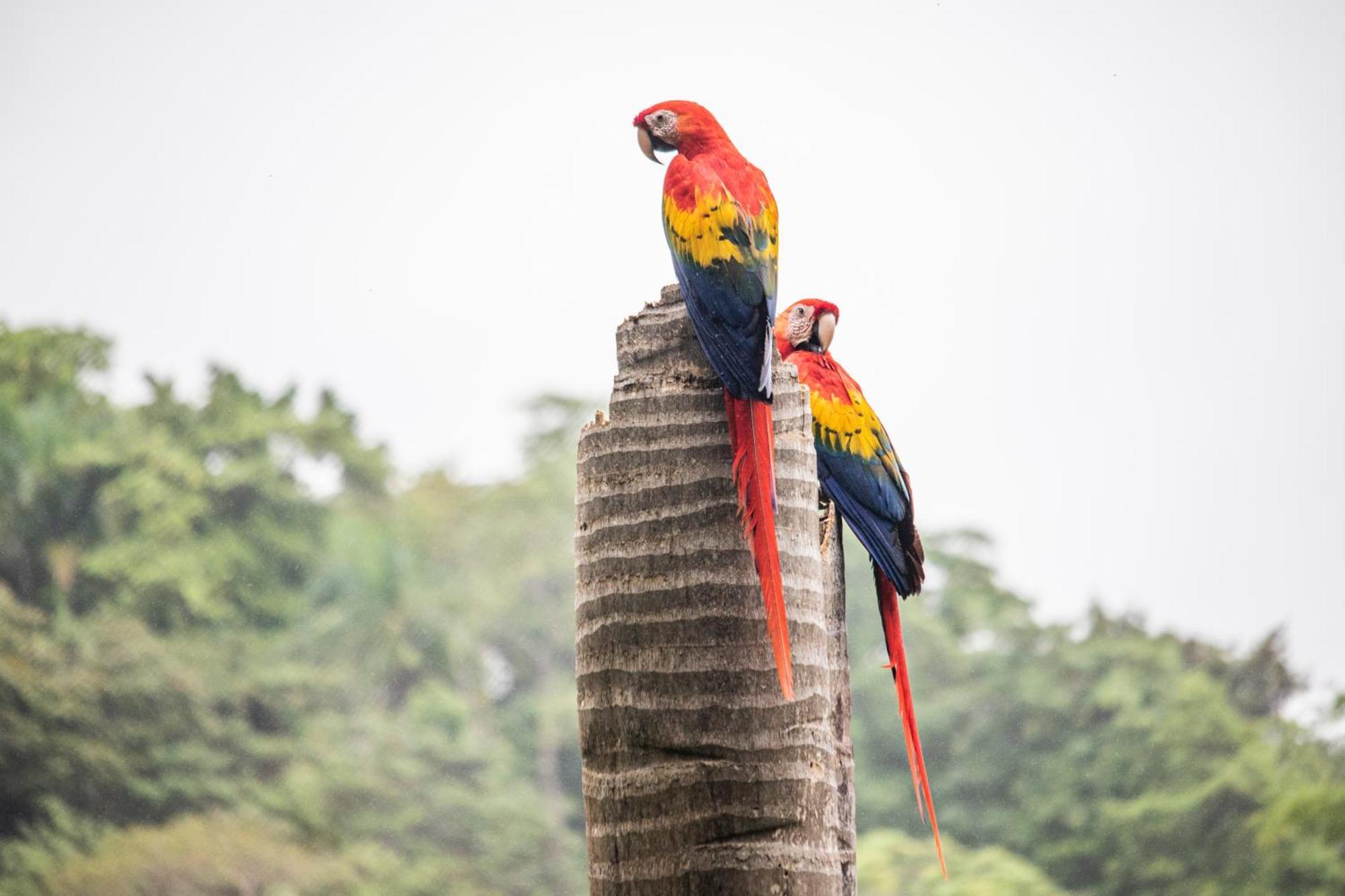 Boutique Hotel Las Cascadas マヌエル・アントニオ 部屋 写真